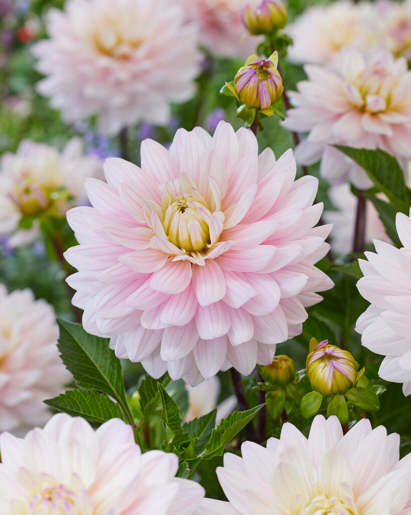 Dahlia Dekorativ Lady Kate 1-pack